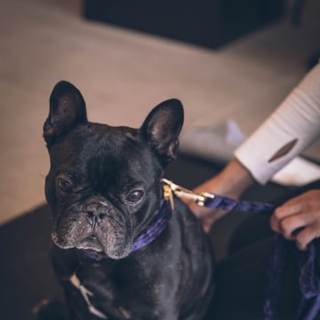 Fransk bulldogg som hanteras av en behandlare.