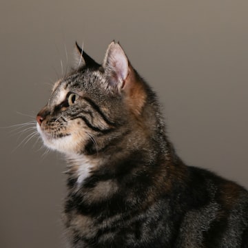 Katt i profil.