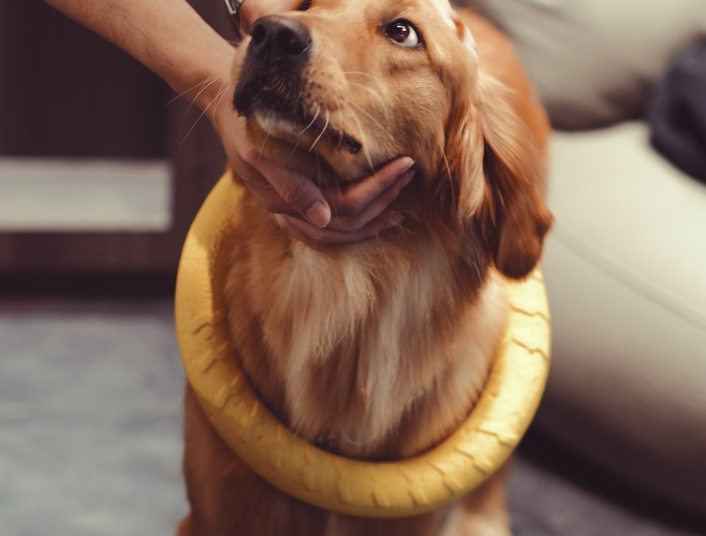 Hund med en leksak i munnen som får en klapp av sin behandlare.